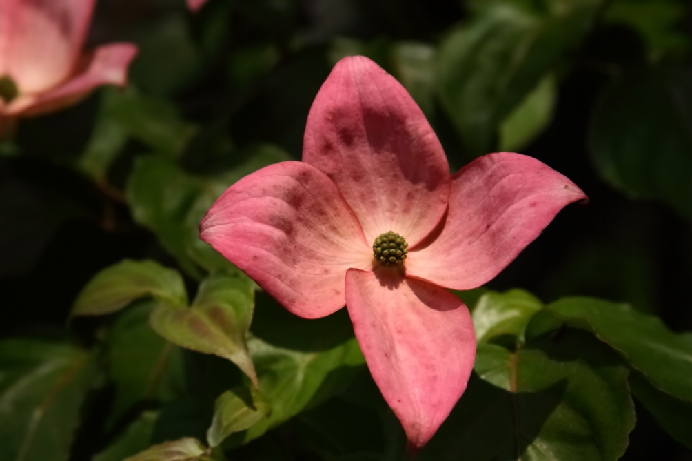 2011 05 28 IMG 32811